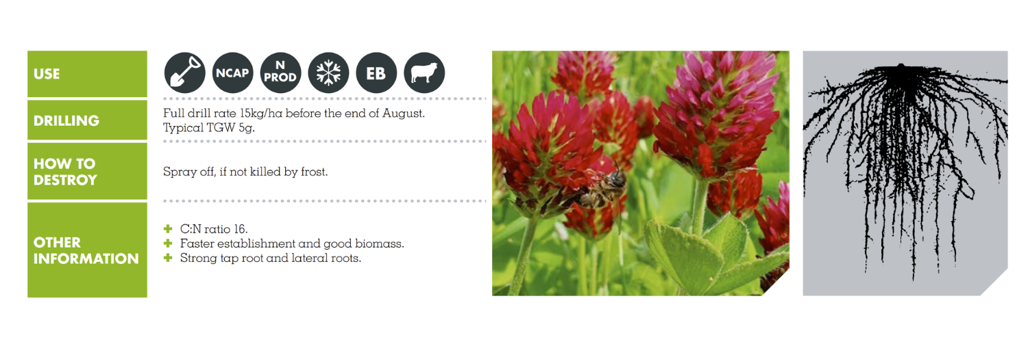 CRIMSON CLOVER – HEUSERS OSTSAAT