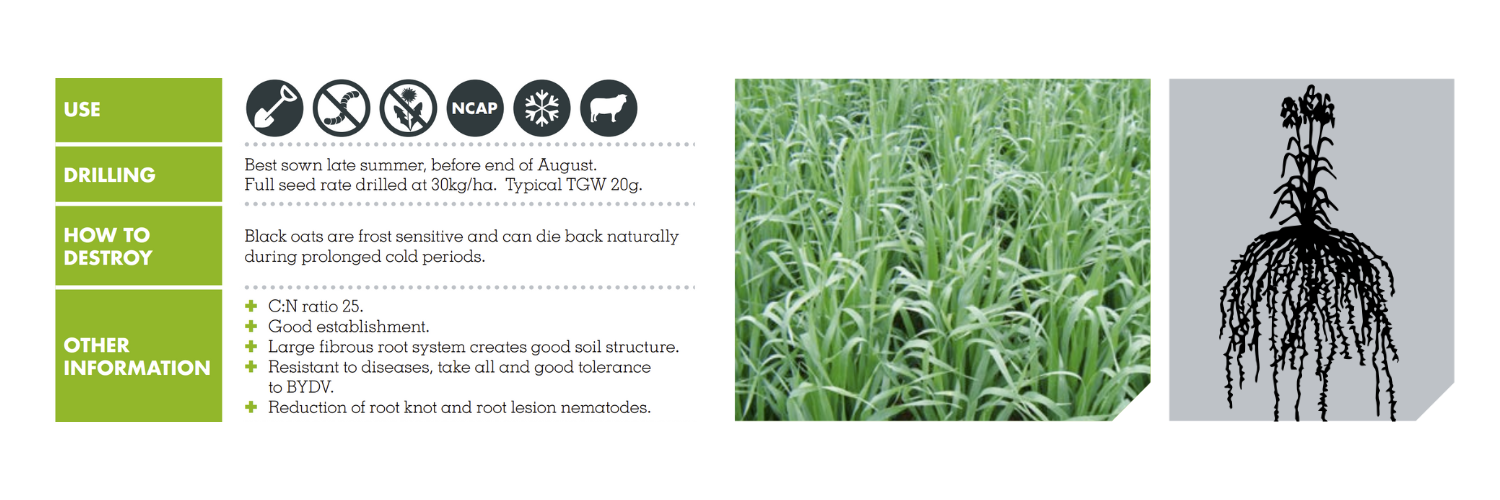 BLACK OATS – TOSCANE LUXURIAL