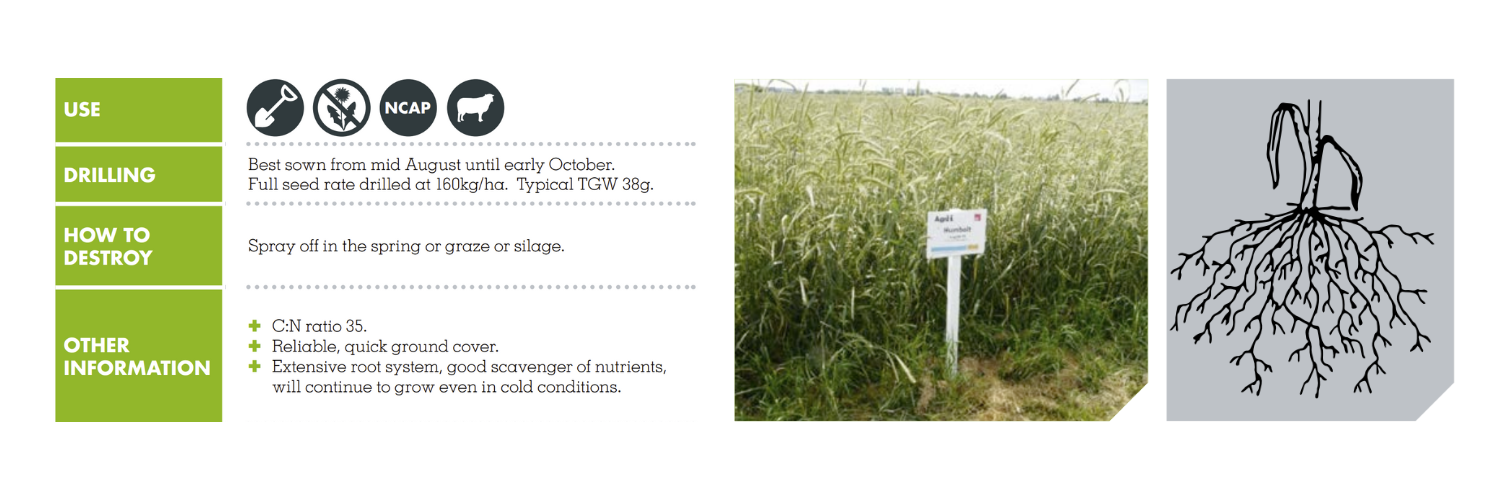 FORAGE RYE – HUMBOLT POWERGREEN