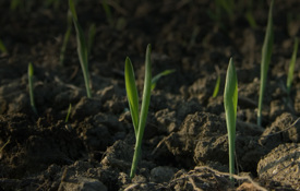 Agrii Header Soil Health