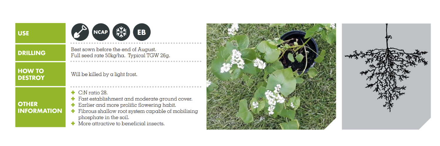 COMMON BUCKWHEAT (FAGOPYRUM ESCULENTUM)