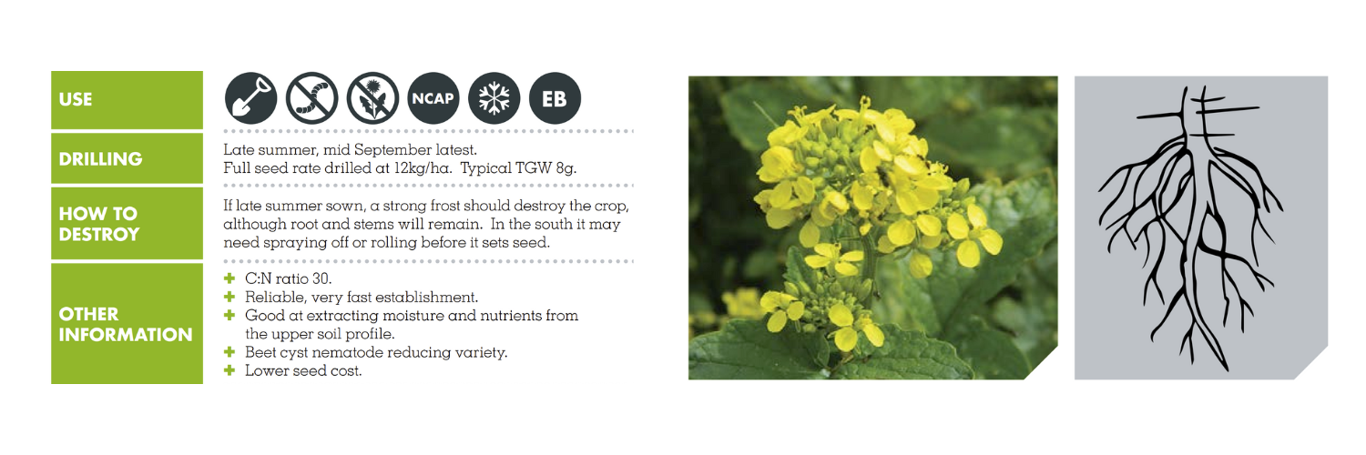 WHITE MUSTARD – BRACO P