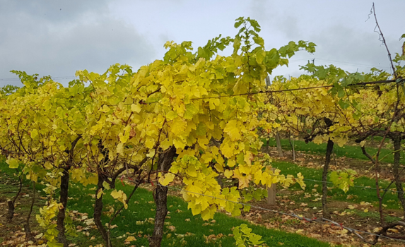 vineyard image