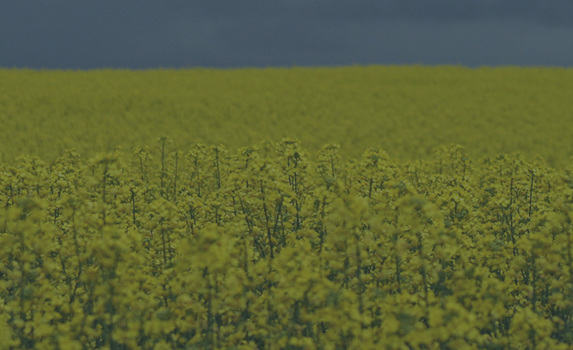 Agrii CTA OSR Winter