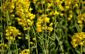 WOSR Stems and young flowers