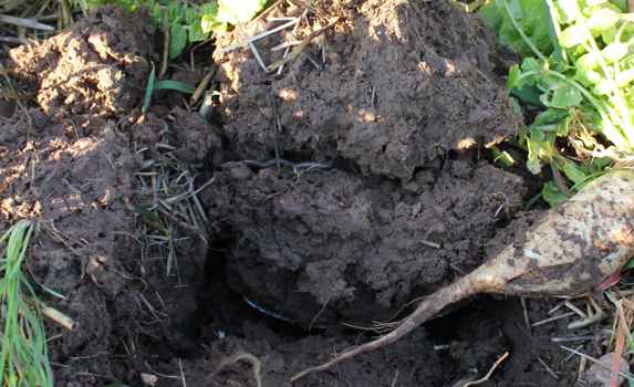 Lots Of Life And A Vastly Improved Soil Under A Multi Species Cover Scaled