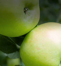 Agrii Crops Apples