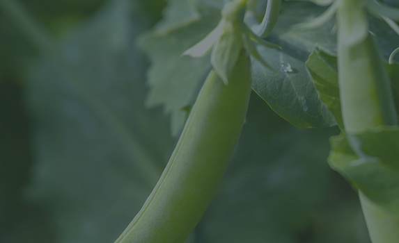 Agrii CTA Spring beans