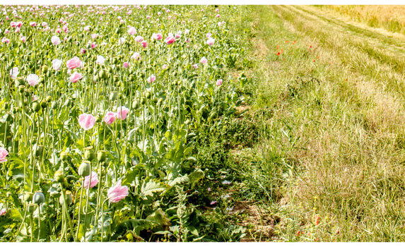 Agrii General Wildflowers