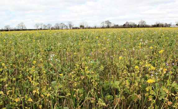 A Simple Cover Mix Ahead Of Field Vegetables At Salford Lodge 