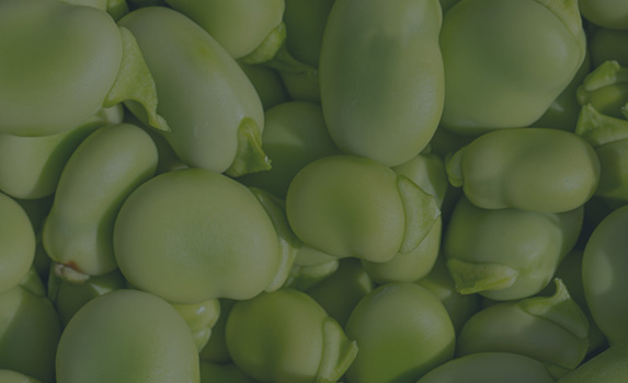 Agrii CTA Winter beans