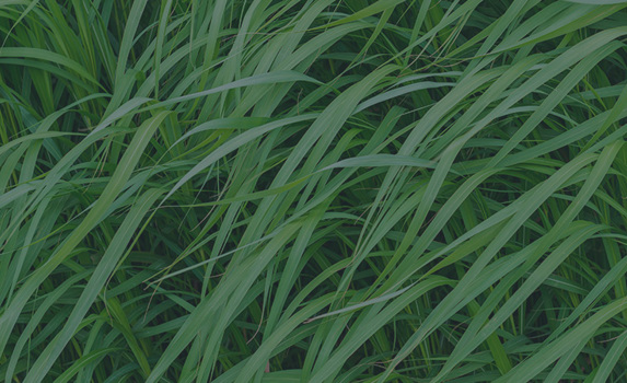 Agrii CTA Forage Grass