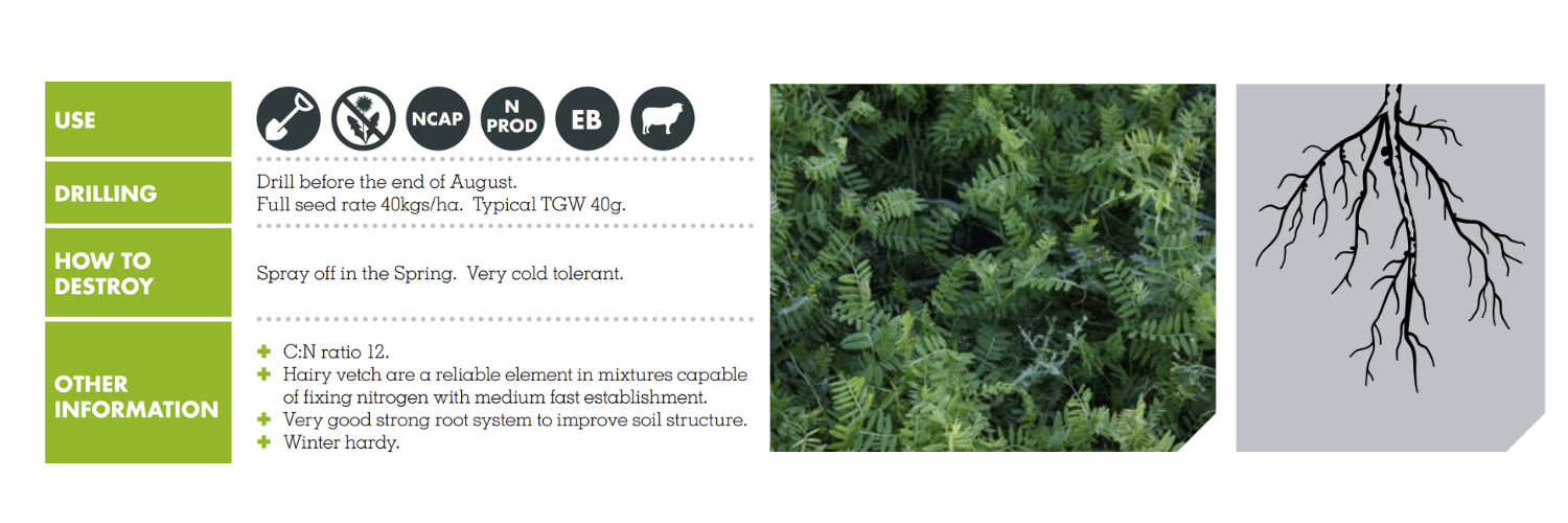  HAIRY VETCH – HUNGVILLOSA REA